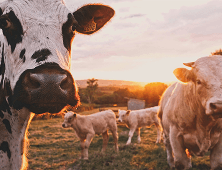 Livestock Management with AI / ML